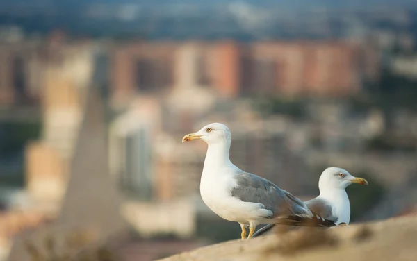 Seagulls in the old fortress — Stock Photo, Image