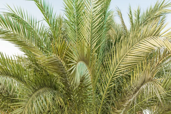 Grüne Palmen — Stockfoto