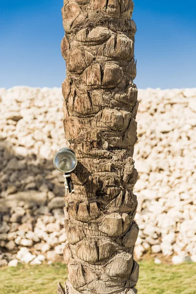 Nahaufnahme eines Palmenstammes — Stockfoto