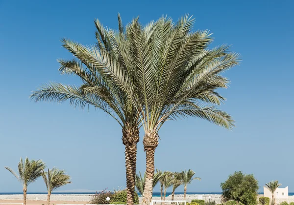 Green palm trees — Stock Photo, Image