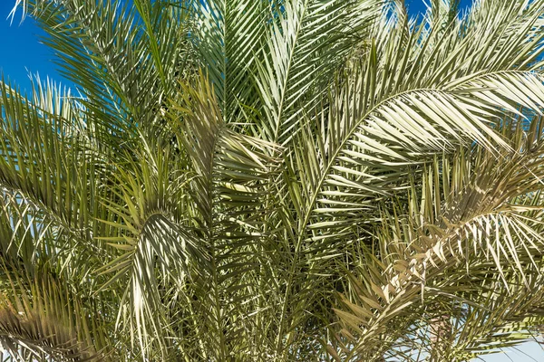 Grüne Palmen — Stockfoto