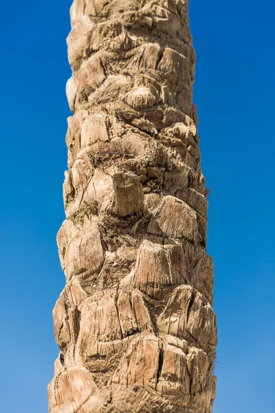 Close-up van een boomstam Palm — Stockfoto