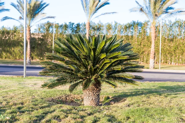 Green palm trees — Stok fotoğraf