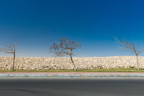 Egyptian Acacia. Vachellia nilotica — Stock Photo, Image