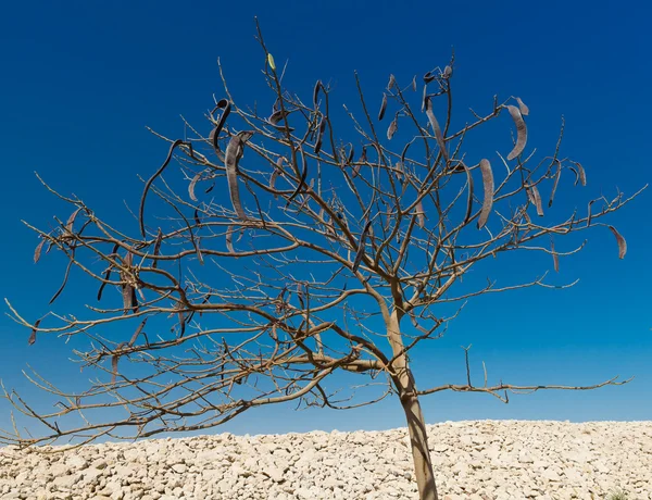 Acacia egipcia. Vachellia nilotica —  Fotos de Stock