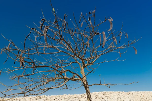 Egyptské akácie. Vachellia nilotica — Stock fotografie