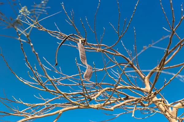 Acacia egiziana. Vachellia nilotica — Foto Stock