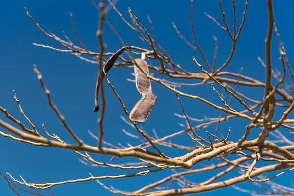 Egyptské akácie. Vachellia nilotica — Stock fotografie