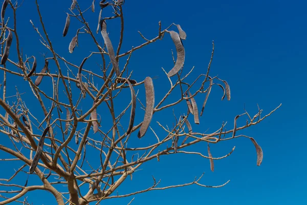 Egyptské akácie. Vachellia nilotica — Stock fotografie