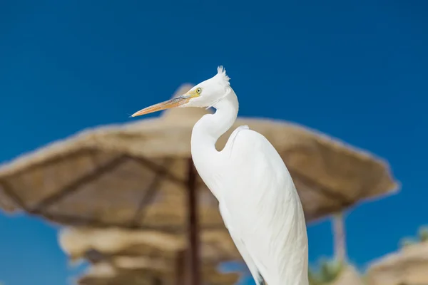 Seidenreiher - Seidenreiher — Stockfoto