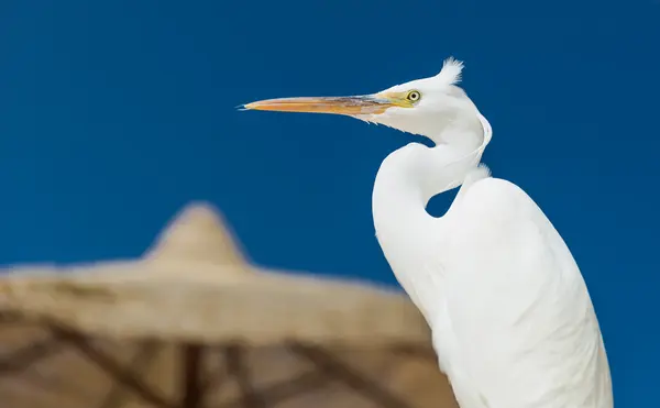 Volavka stříbřitá - Egretta garzetta — Stock fotografie