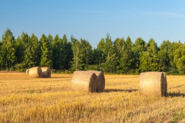 Tarladaki saman yığınları