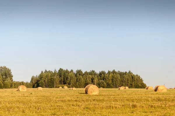 Хэйстоки в поле — стоковое фото