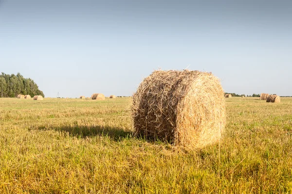 Haystacks em campo — Fotografia de Stock