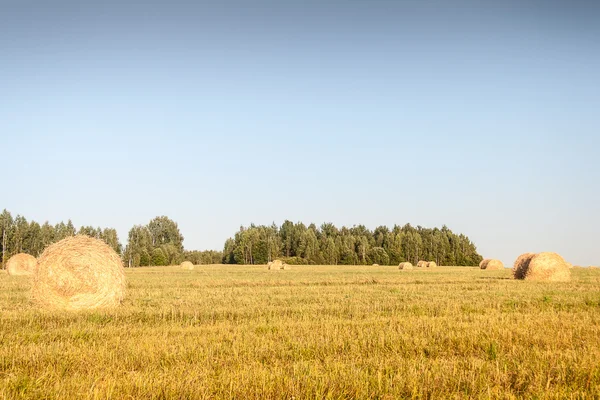 Haystacks em campo — Fotografia de Stock