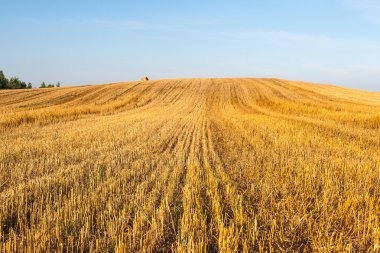 Tarladaki saman yığınları