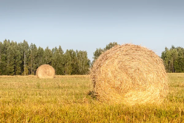 Haystacks i fält — Stockfoto