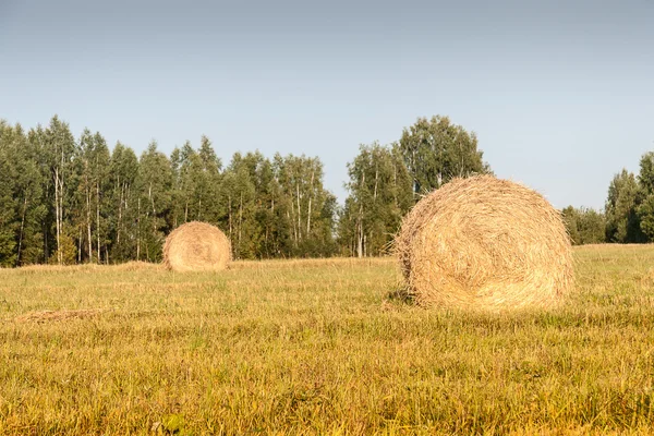 Haystacks i fält — Stockfoto