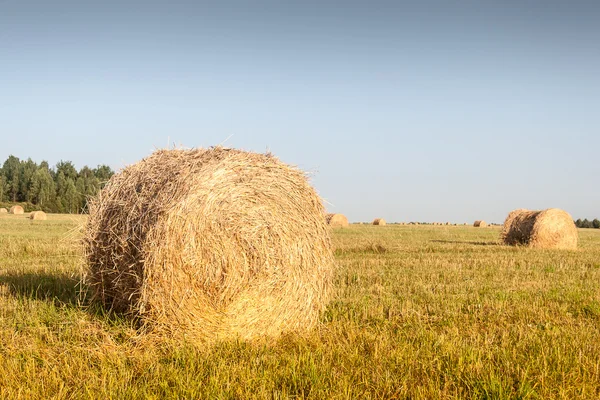 Haystacks em campo — Fotografia de Stock