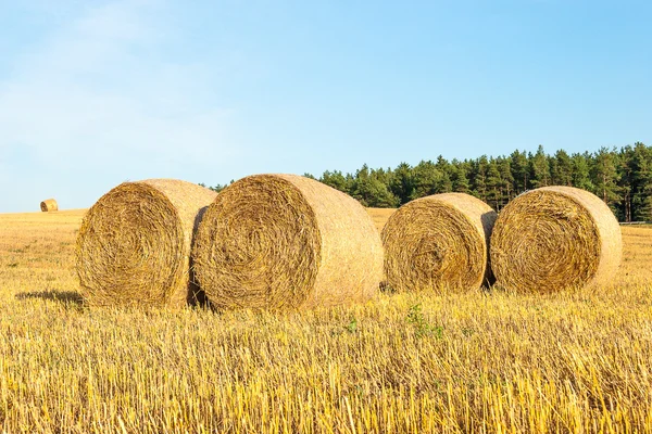 Haystacks em campo — Fotografia de Stock