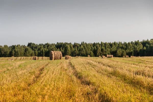 Haystacks sur le terrain — Photo