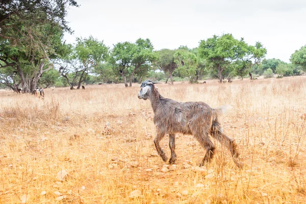 Cabras marroquinas no campo — Fotografia de Stock