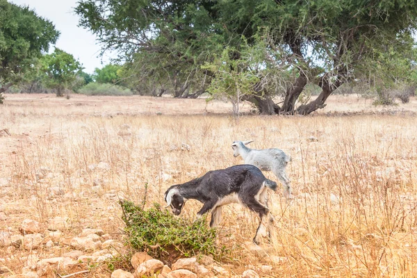 Marocké kozy v poli — Stock fotografie