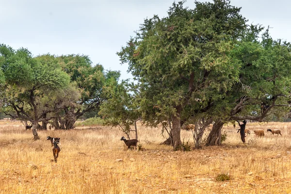 Morrocan goats in the field — Stock Photo, Image