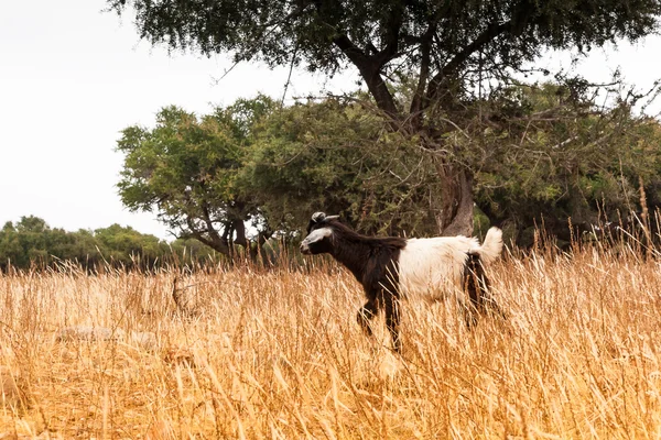 フィールド内のモロッコのヤギ — ストック写真