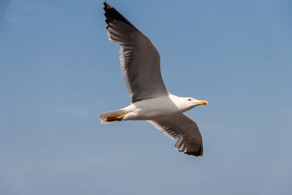 Gaviota en el cielo — Foto de Stock