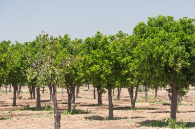 portakal ağacı - citrus sinensis