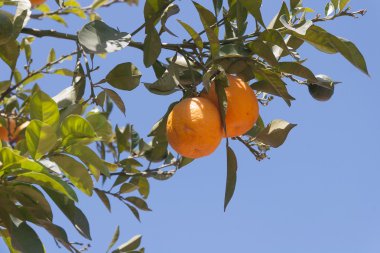 portakal ağacı - citrus sinensis