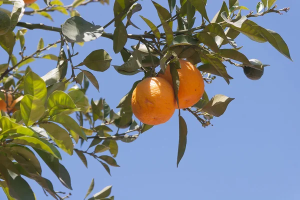 Orangenbäume - Citrus sinensis — Stockfoto