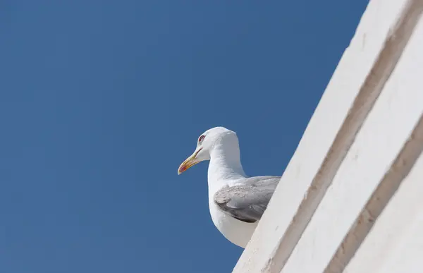 Zeemeeuw in de lucht — Stockfoto