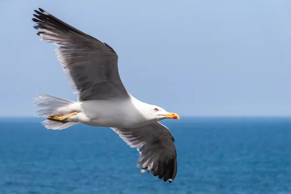 Zeemeeuw in de lucht — Stockfoto