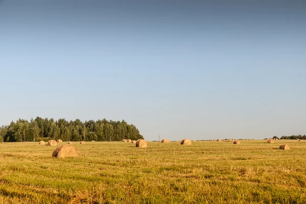 Хэйстоки в поле — стоковое фото