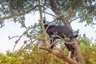 Morrocan keçi alanında