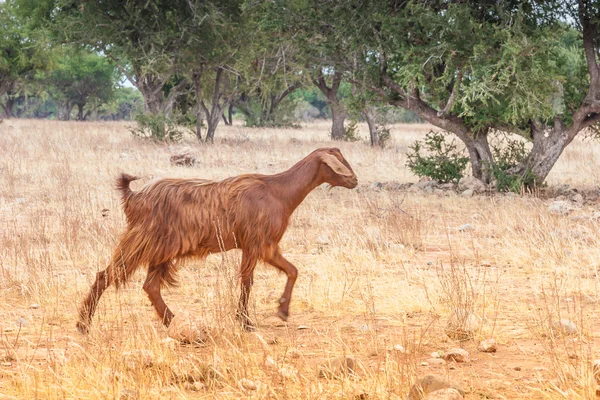 Cabras marroquinas no campo — Fotografia de Stock