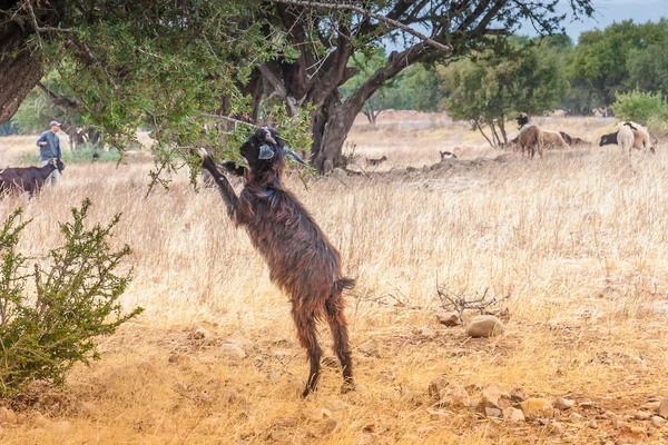 Cabras marroquinas no campo — Fotografia de Stock