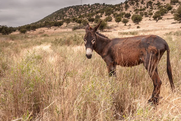 Brown donkey — Stock Photo, Image