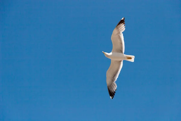 空の海のカモメ — ストック写真