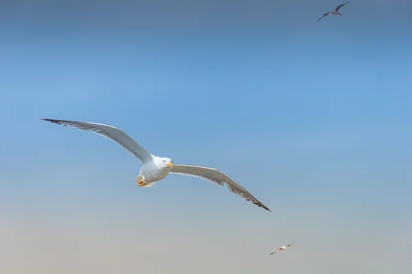 Gökteki martı — Stok fotoğraf