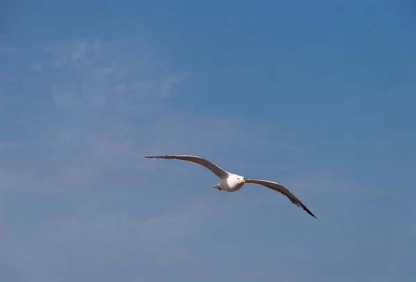 空の海のカモメ — ストック写真