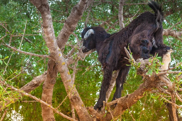 Морроканские козы в поле — стоковое фото