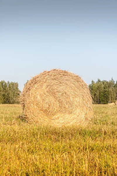 Haystacks in the field — Stock Photo, Image