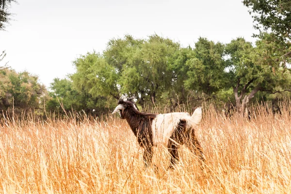 Cabras marroquinas no campo — Fotografia de Stock