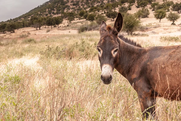 Brown donkey — Stock Photo, Image