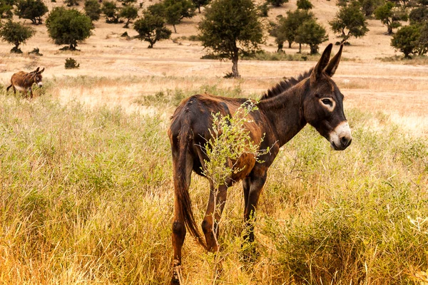 Brown donkey — Stock Photo, Image