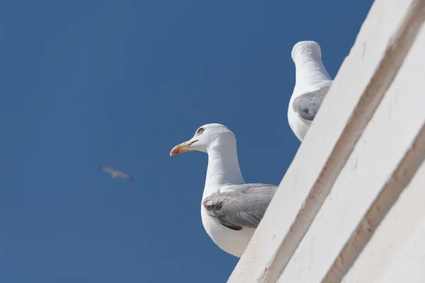 Sea gull in the sky — Stock Photo, Image