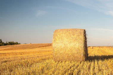 Tarladaki saman yığınları